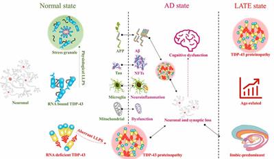 TDP-43: From Alzheimer’s Disease to Limbic-Predominant Age-Related TDP-43 Encephalopathy